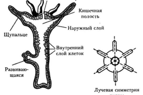 Сайт кракен что это такое